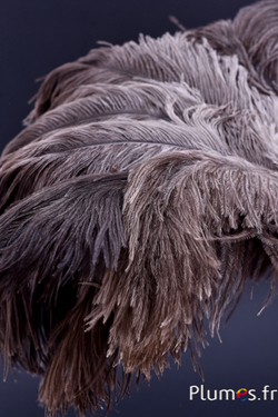 Autruche - 30-40 cm - gris naturel